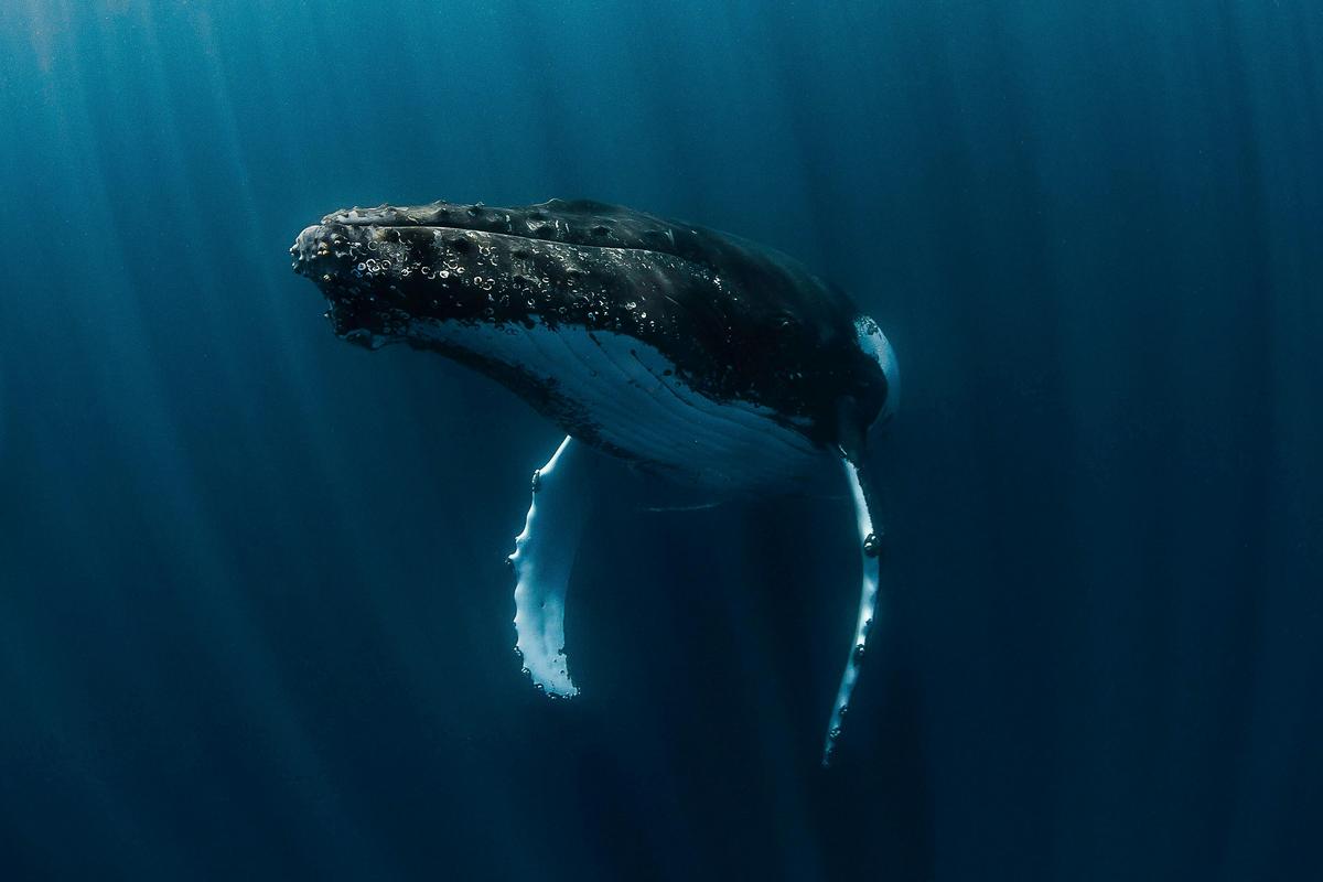 7 Night Ningaloo Luxury Wildlife Package