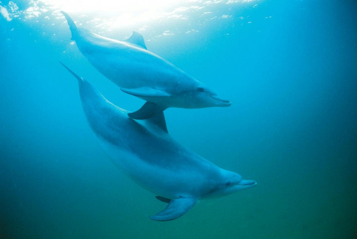 Bottlenose dolphin (Tursiops truncatus), off the Rockingham coast