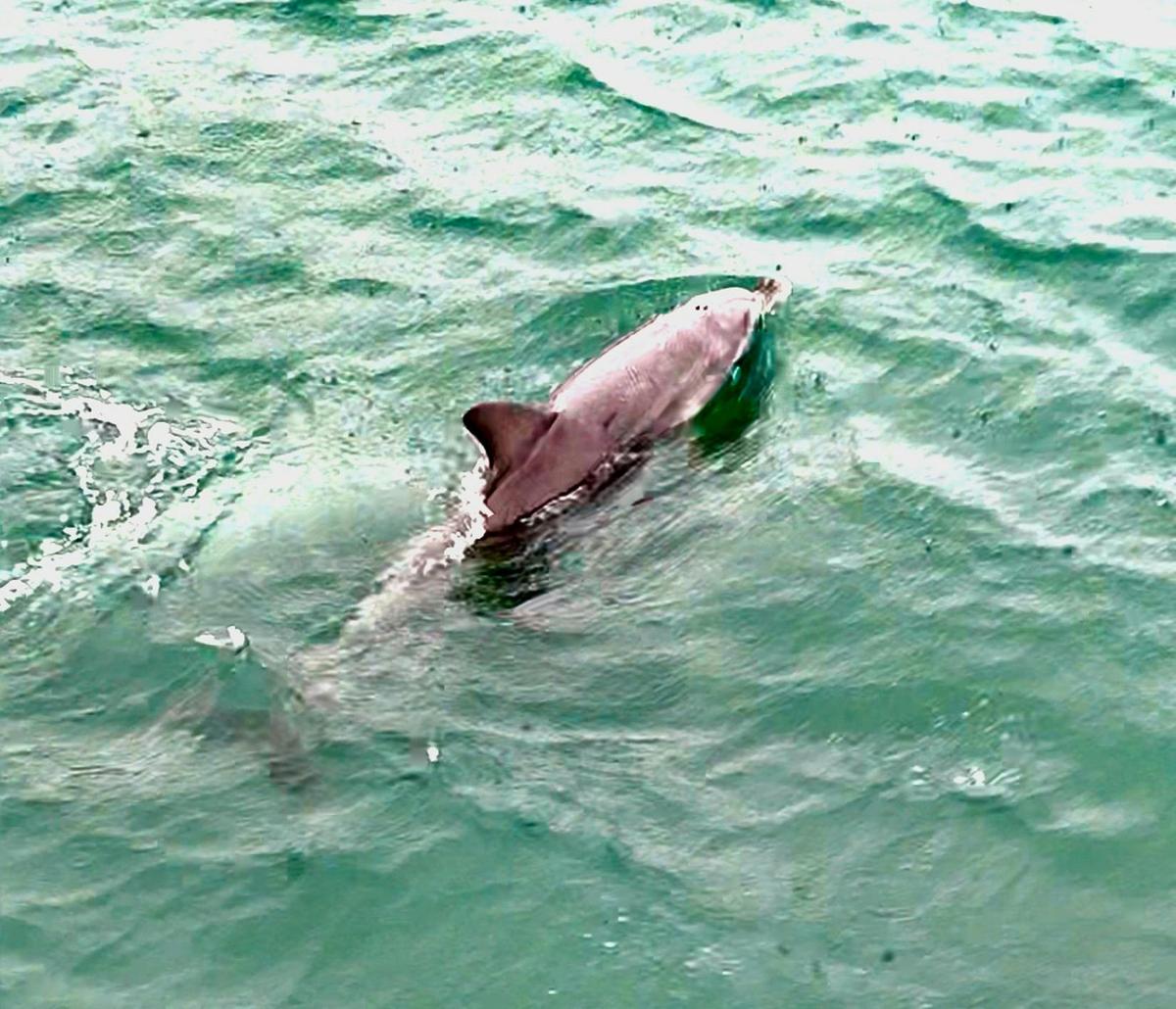 Giants and Dolphins