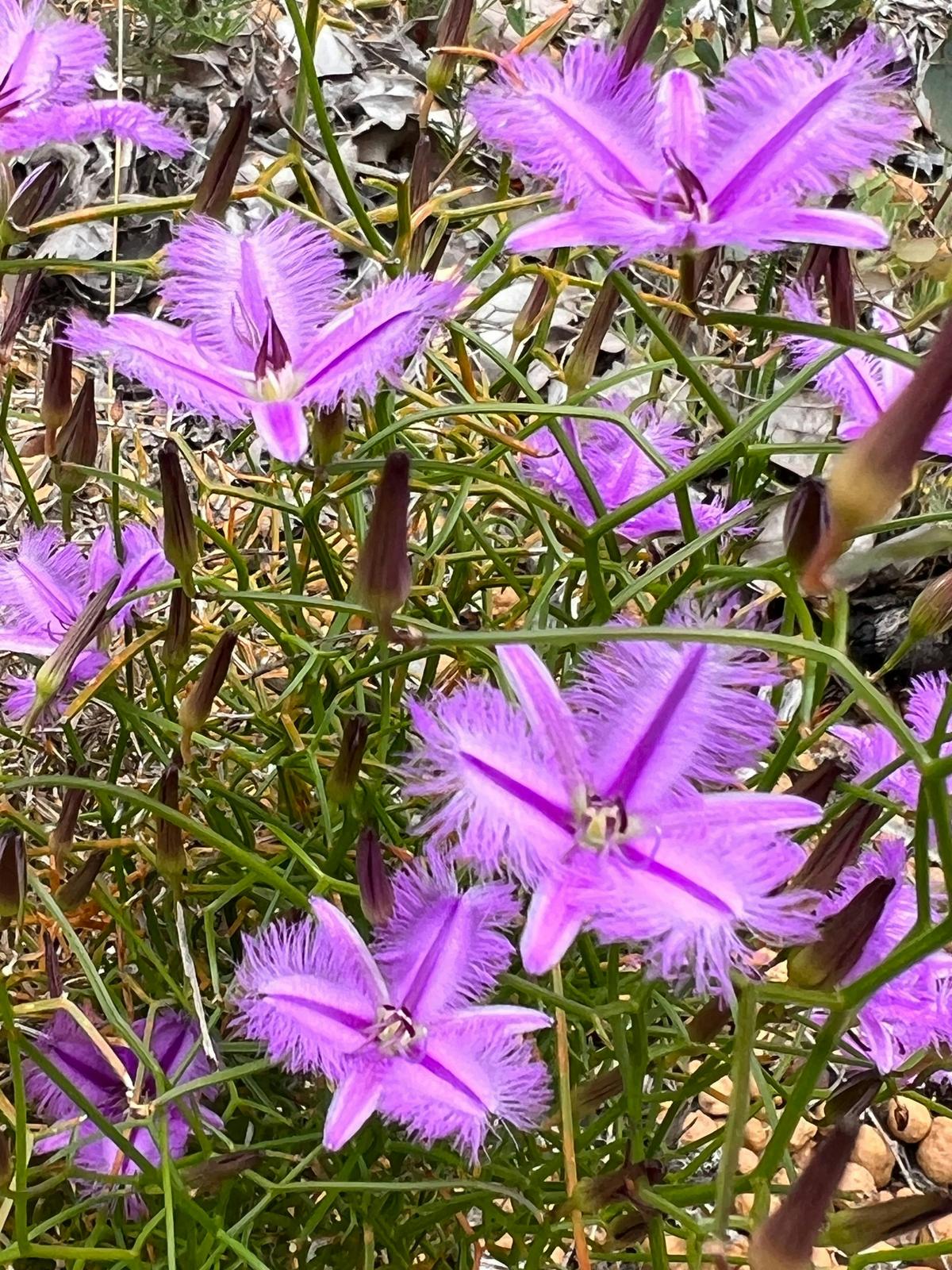 Wildflower Tours