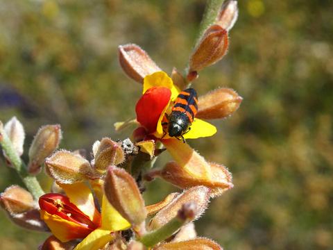 Wildflower Tours