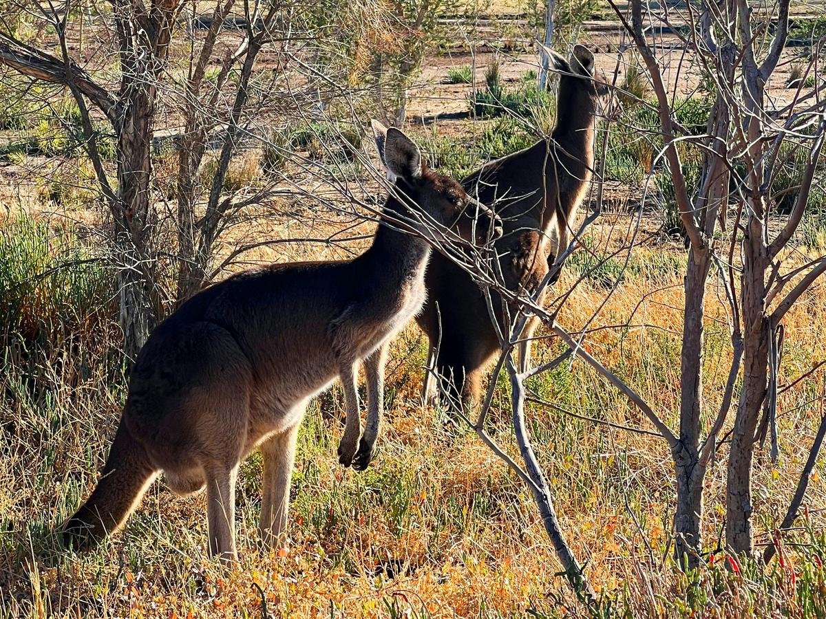 The Big Perth Day Tour