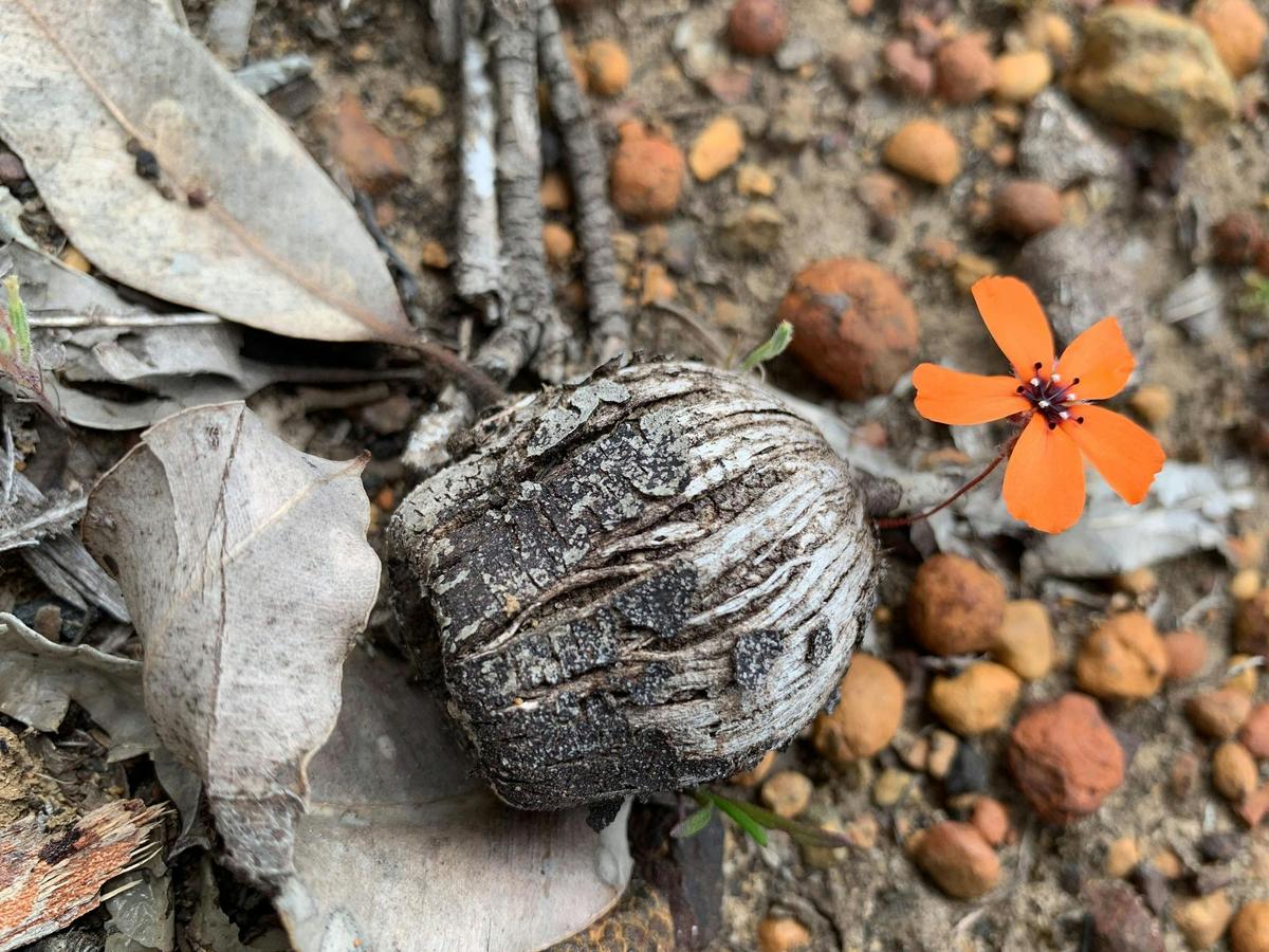 Tiny Capture