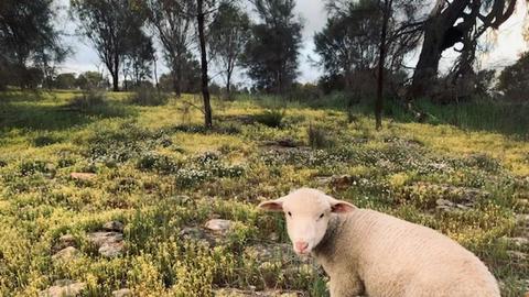 Qualin Farm bush camp