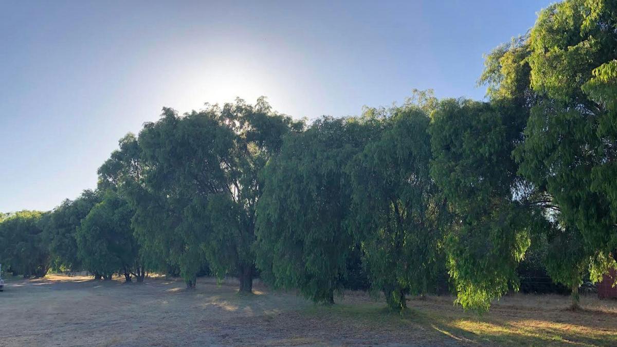 Peppie Tree Drive