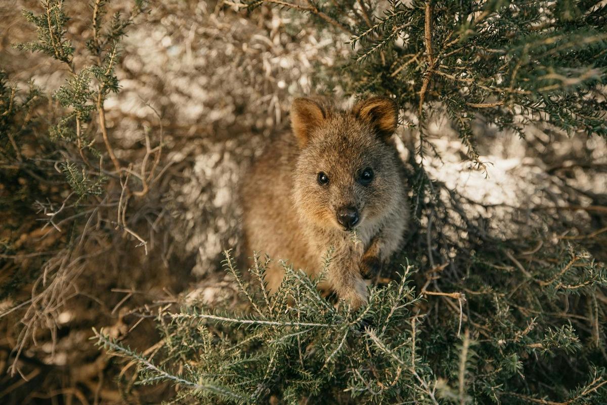Quokka on Rottnest Island, Western Australia