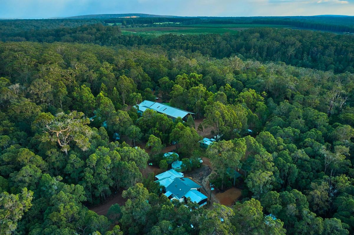 Set amidst the forest