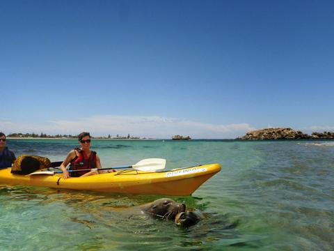 1 Day - Seal and Penguin Islands Sea Kayak Tour