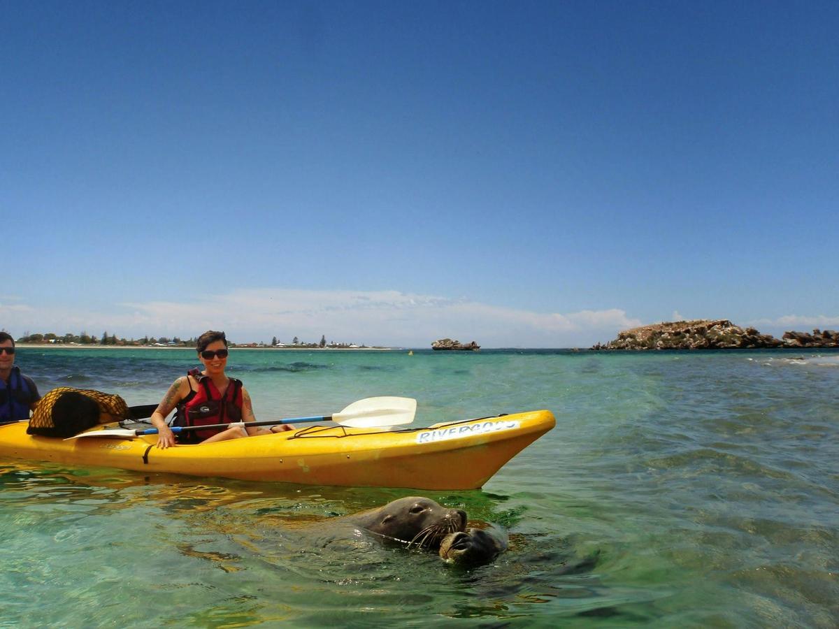 1 Day - Seal and Penguin Islands Sea Kayak Tour