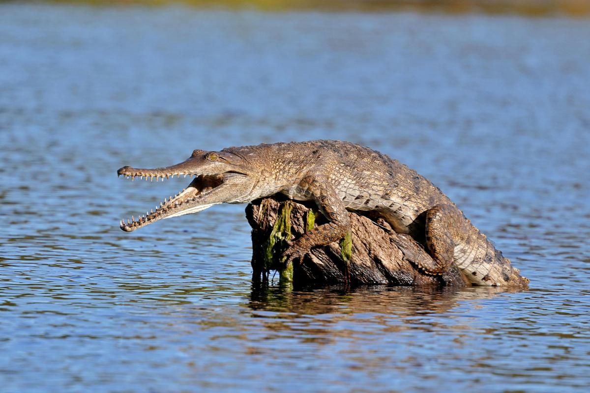 Ord River Eco Cruise