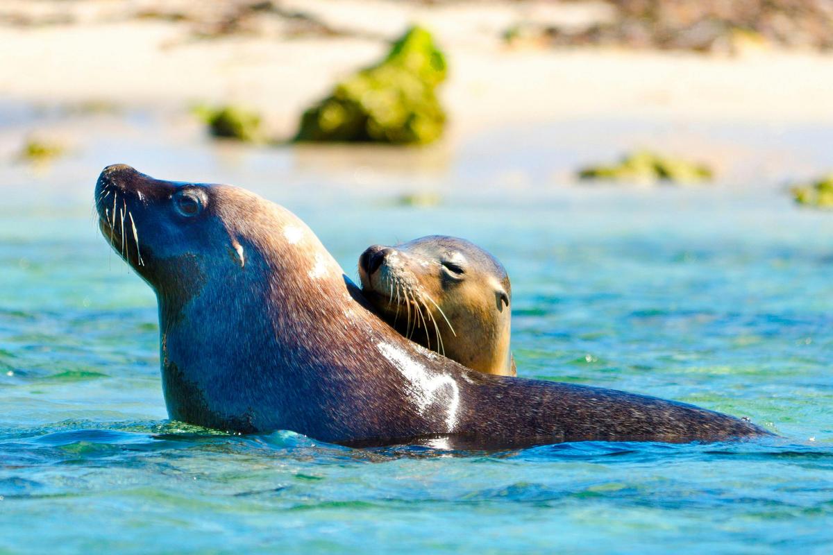 Rare Australian Sea Lions, Seal Island