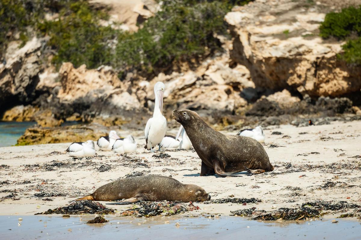 3 Island Wildlife Snorkel