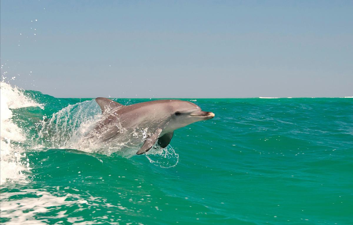 Dolphin, Penguin and Sea Lion Adventure Cruise