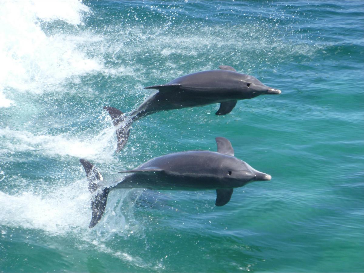 Dolphin, Sea Lion and Penguin Island Wildlife Cruise