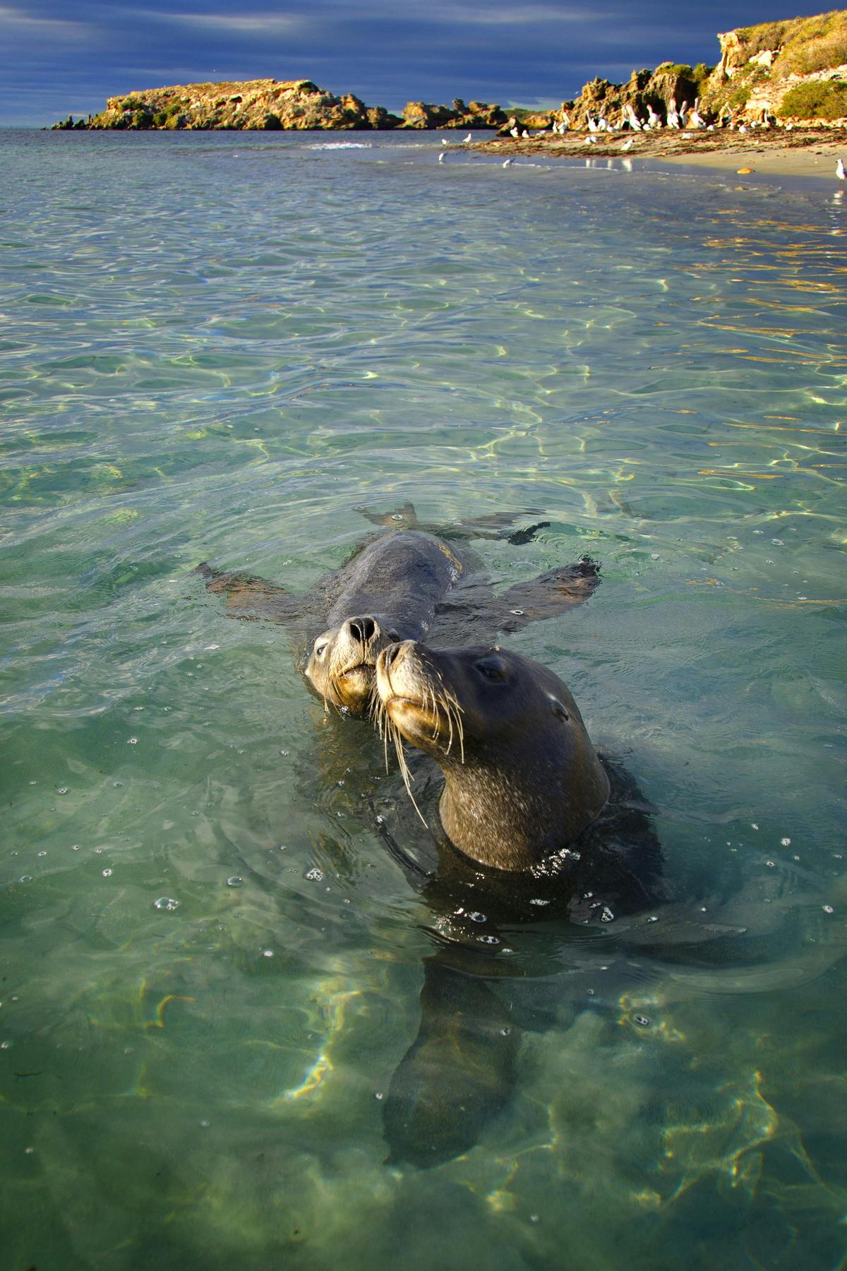 Dolphin, Sea Lion and Penguin Island Wildlife Cruise