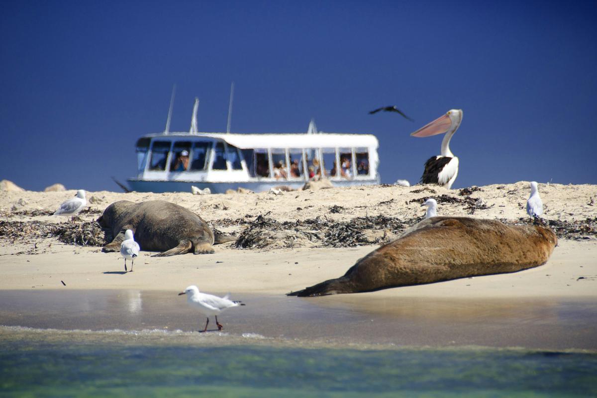 Dolphin, Sea Lion and Penguin Island Wildlife Cruise