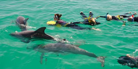 Swim with Wild Dolphins Tour