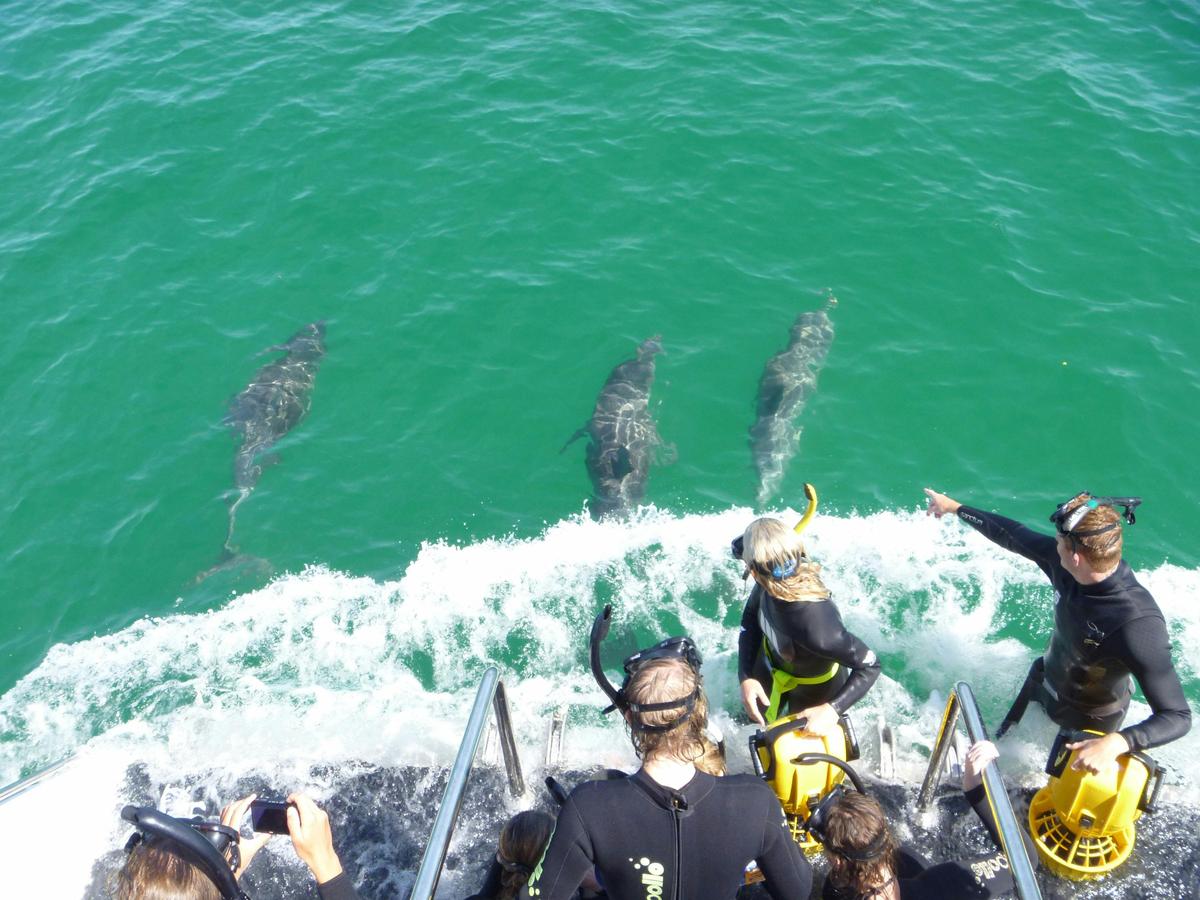 Swim with Wild Dolphins