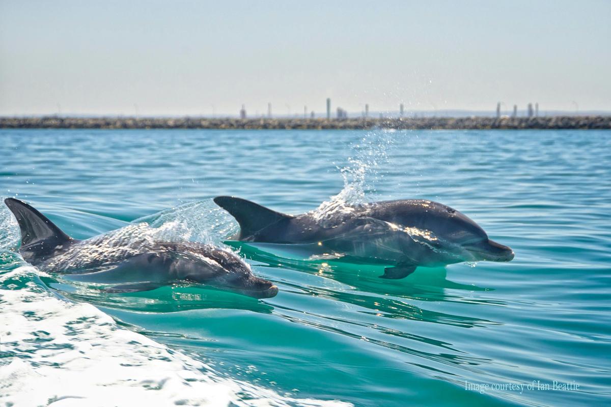 Swim with Wild Dolphins Tour