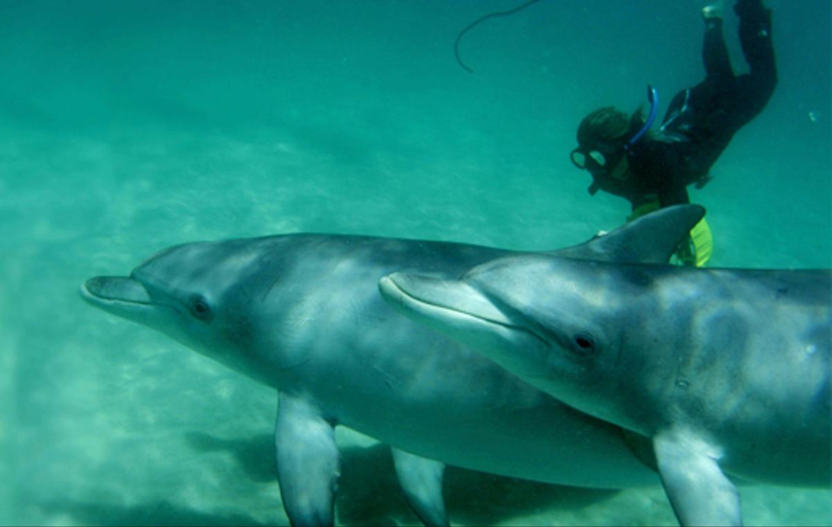 Swim with Wild Dolphins