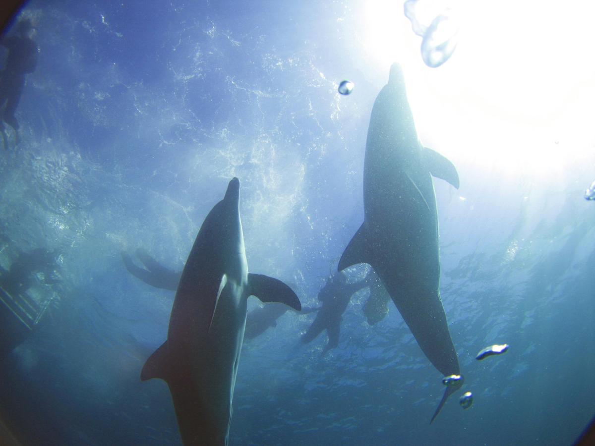 Swim with Wild Dolphins Tour