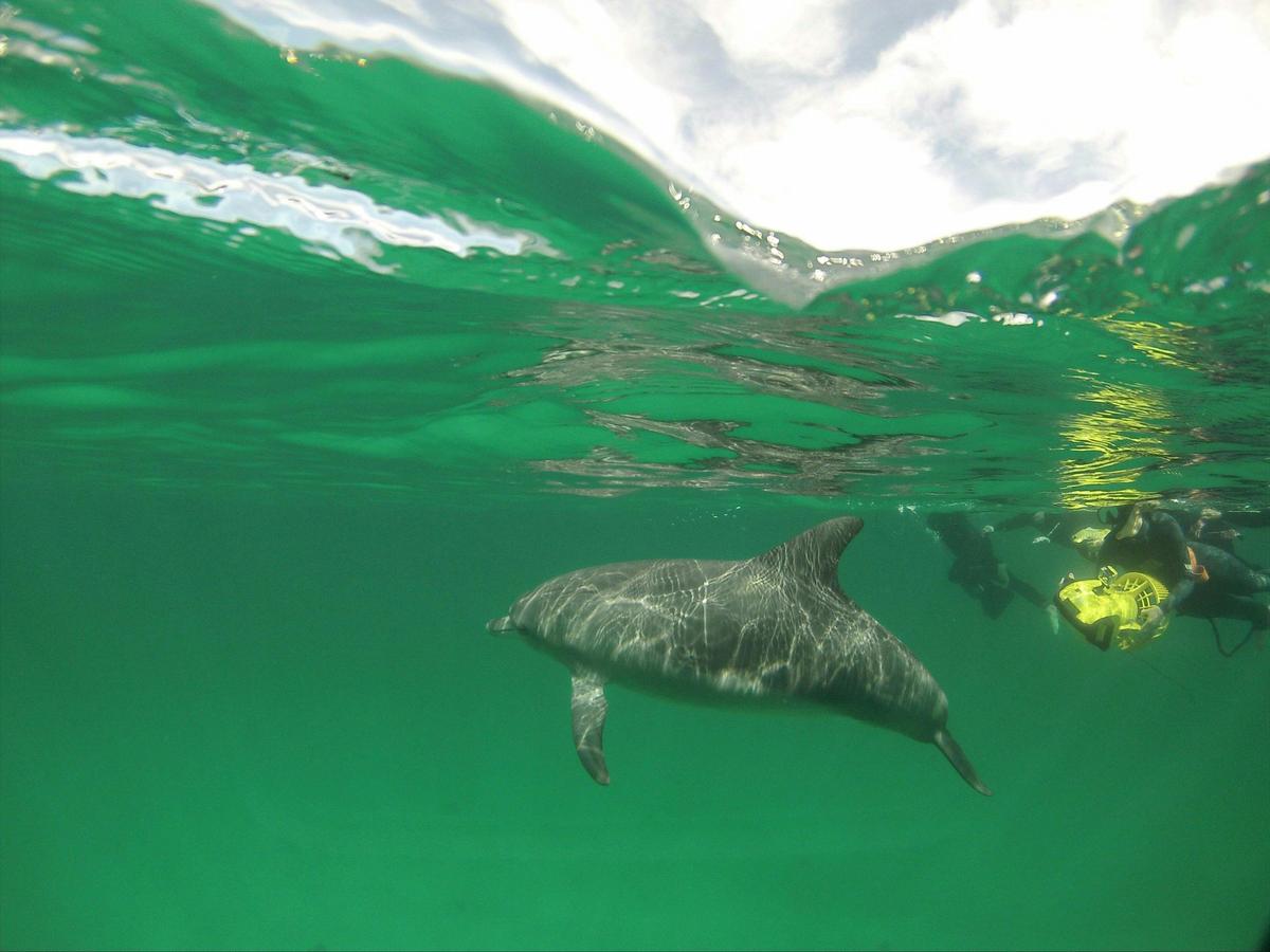 Swim with Wild Dolphins