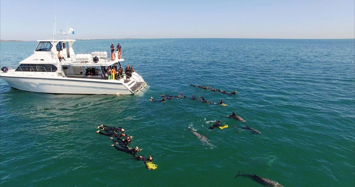 Swim with Wild Dolphins