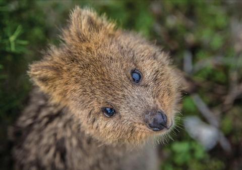 Rottnest Island