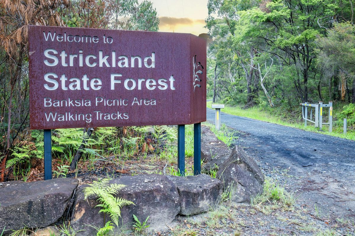 Entrance to Strickland State Forest