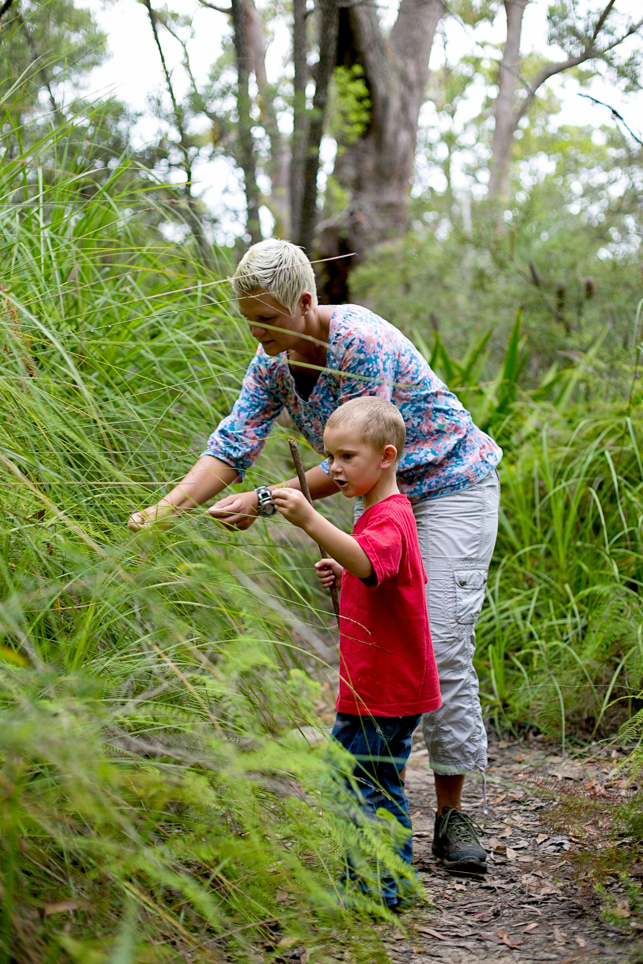 Walking track in Strickland State Forest