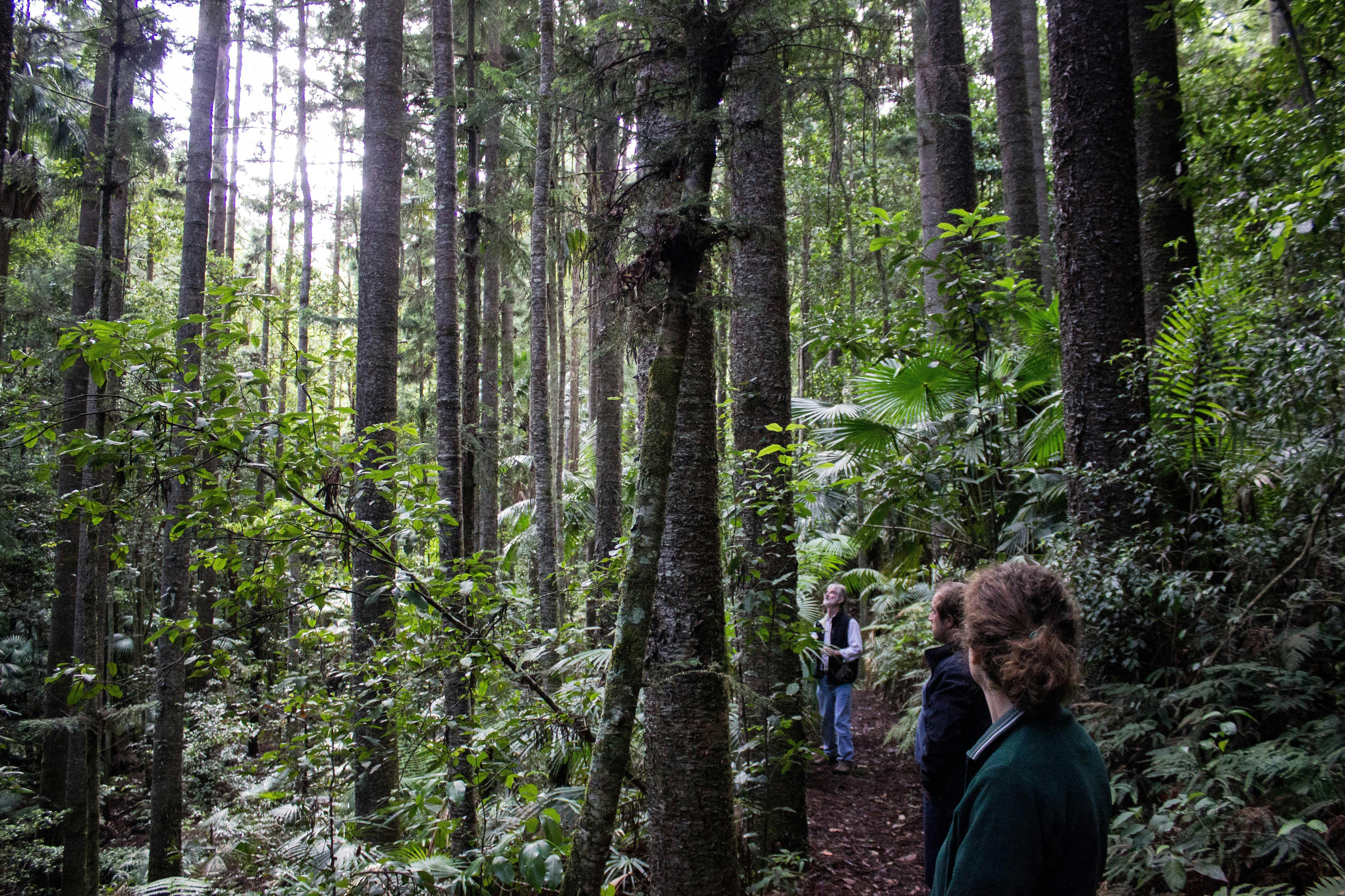 Strickland State Forest walking track