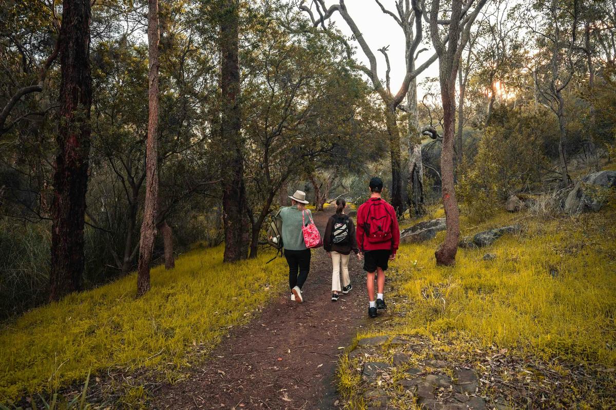 Walkers on tree lined trail