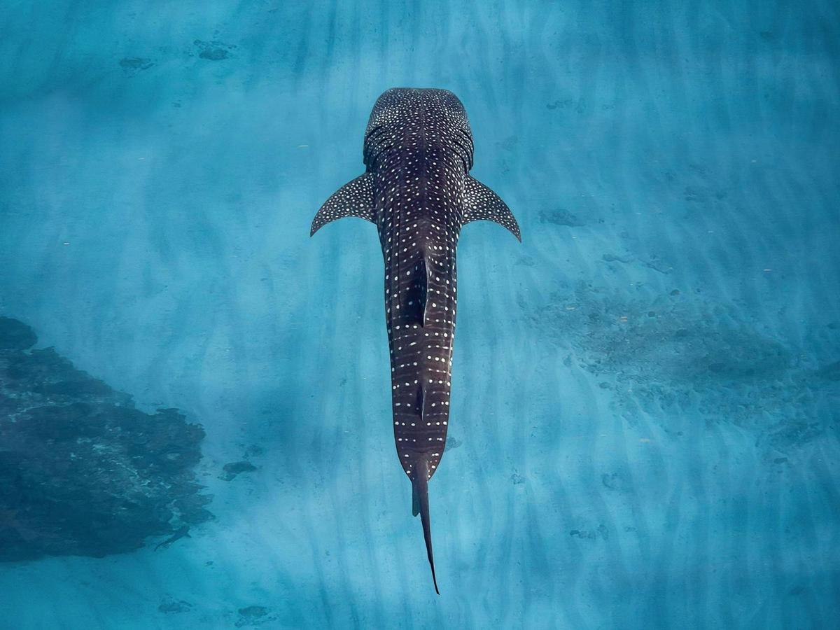 Sal Salis Ningaloo Reef