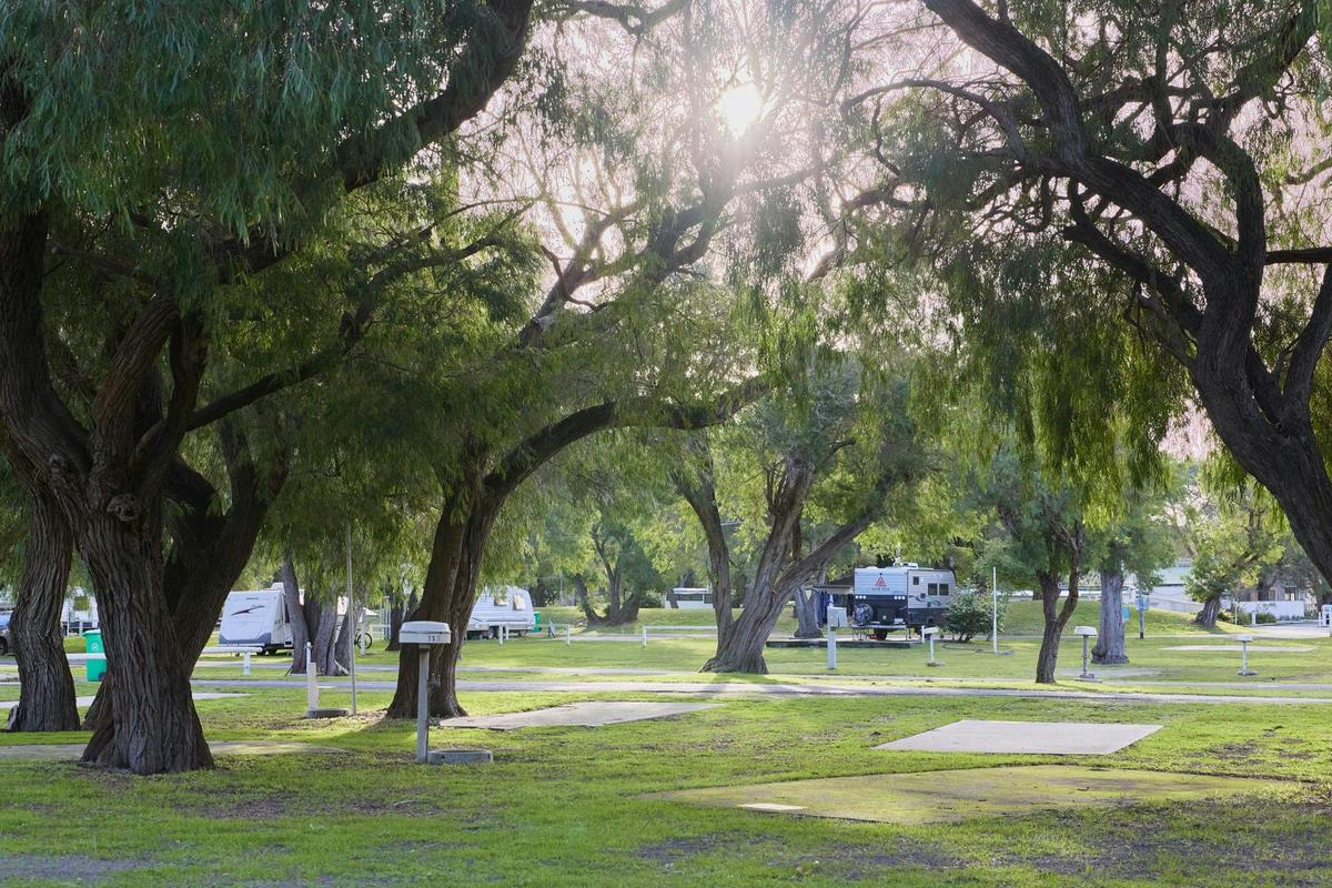 Grassy camp sites with shady trees