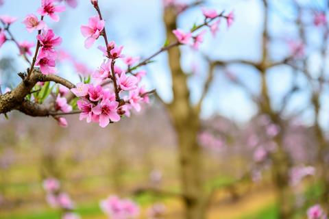 Raeburn Orchards