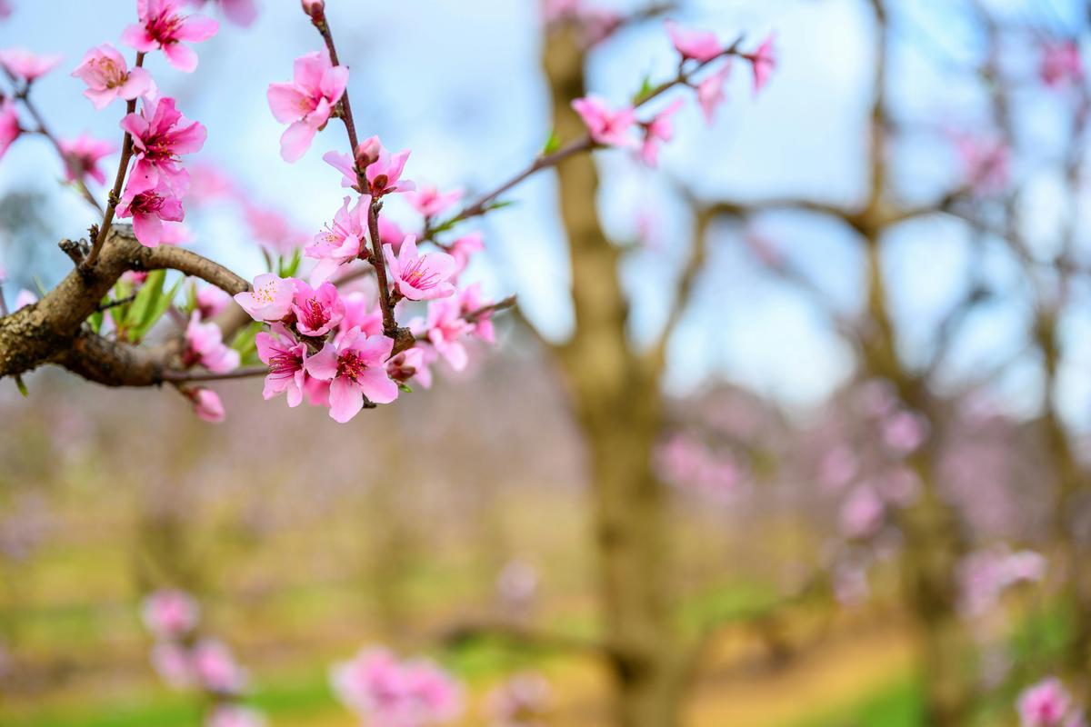 Spring Blossom