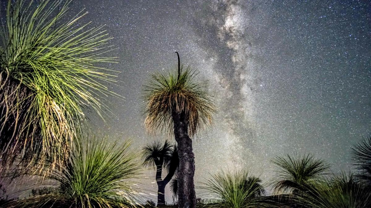 Grass tree under the milky way