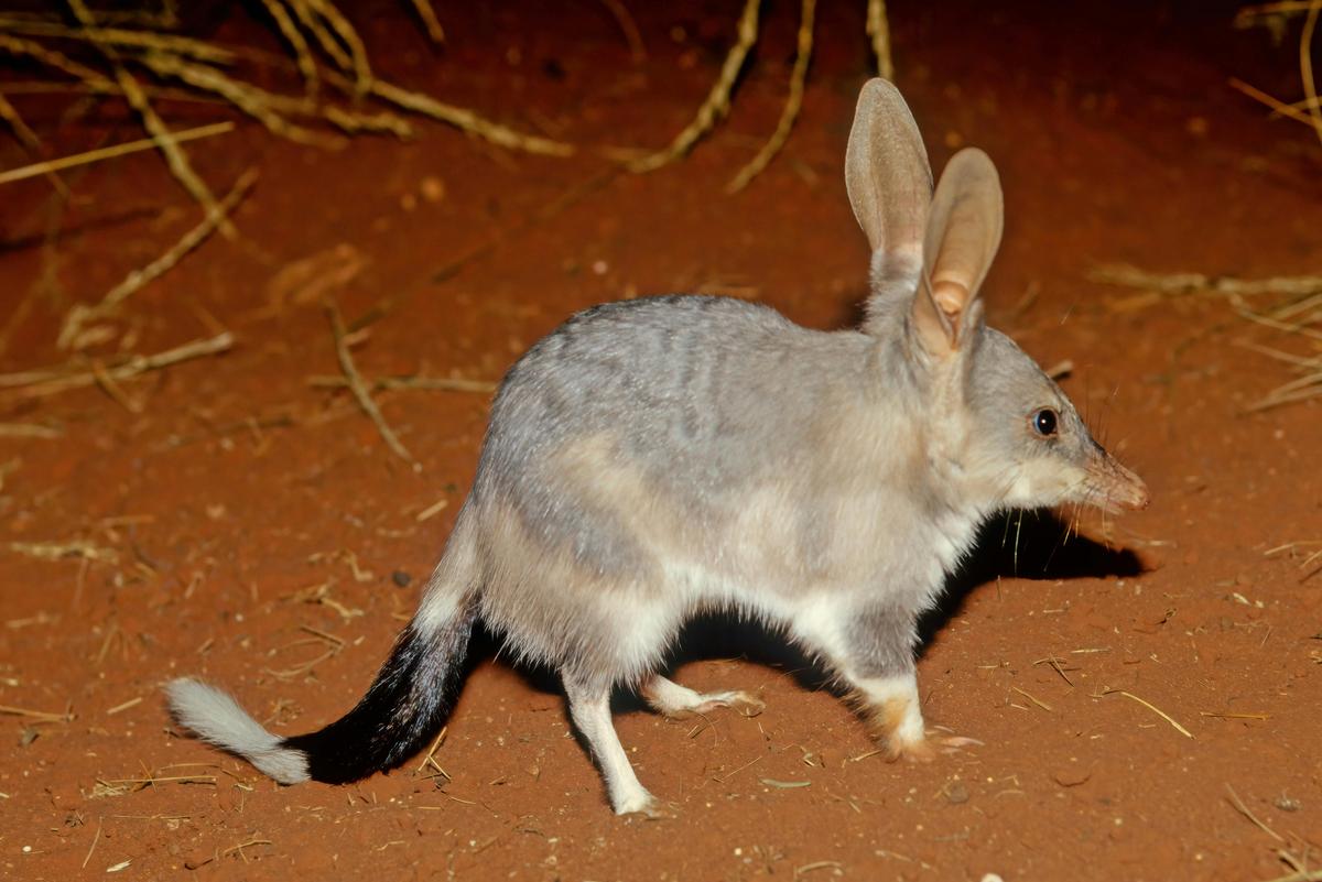 Bilby