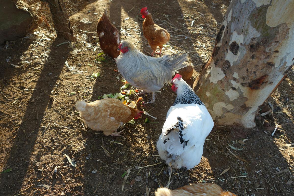 Chickens