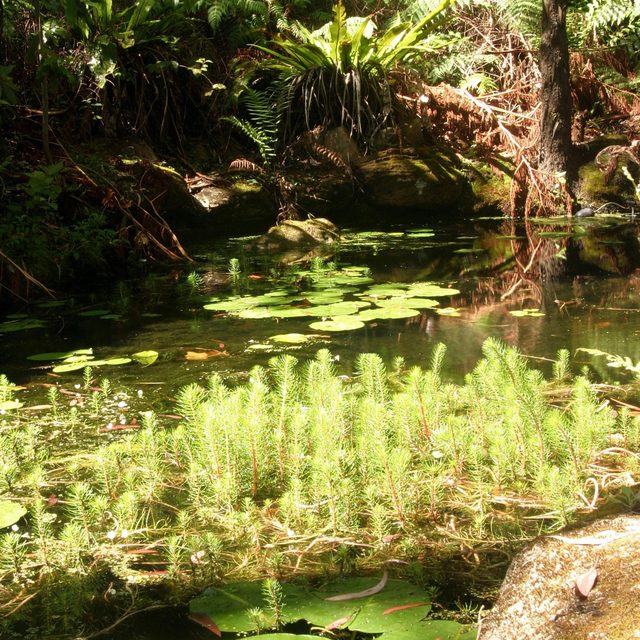 Stony Range Regional Botanic Garden