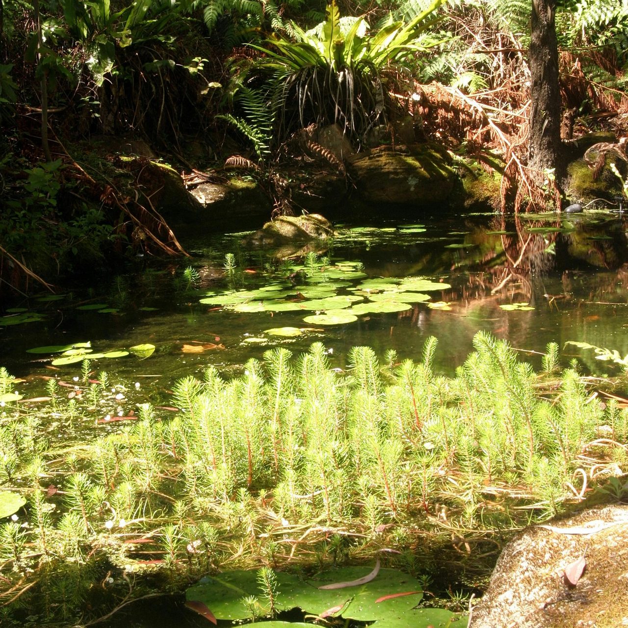 Stony Range Botanical gardens pond