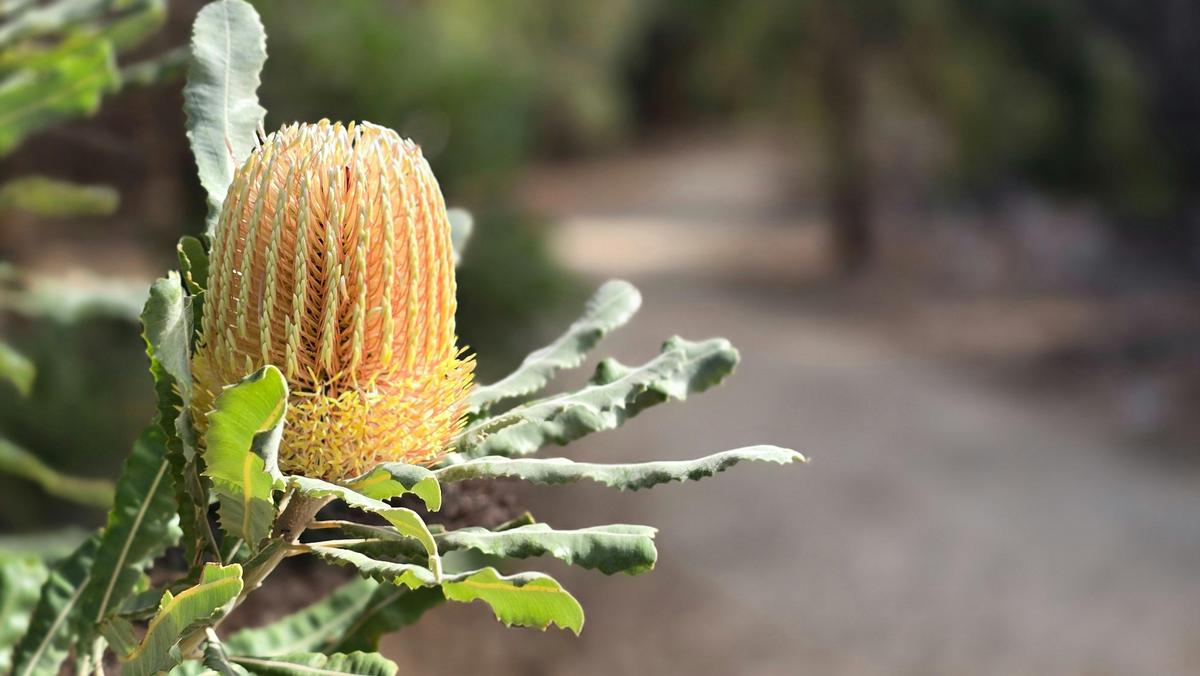 Tamworth Wetlands Loop Trail Banksia