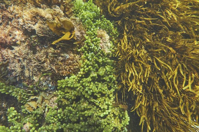 Batemans Bay Snorkelling Trail