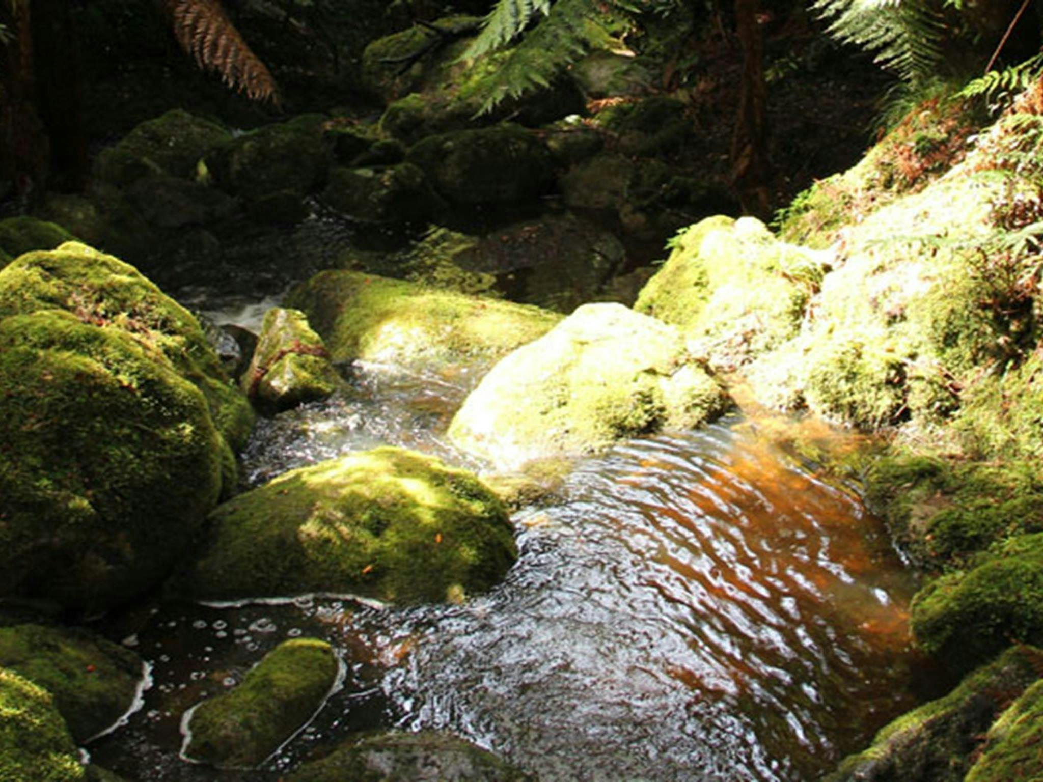 Carters Creek in South East Forest National Park. Photo credit: John Yurasek &copy; DPIE