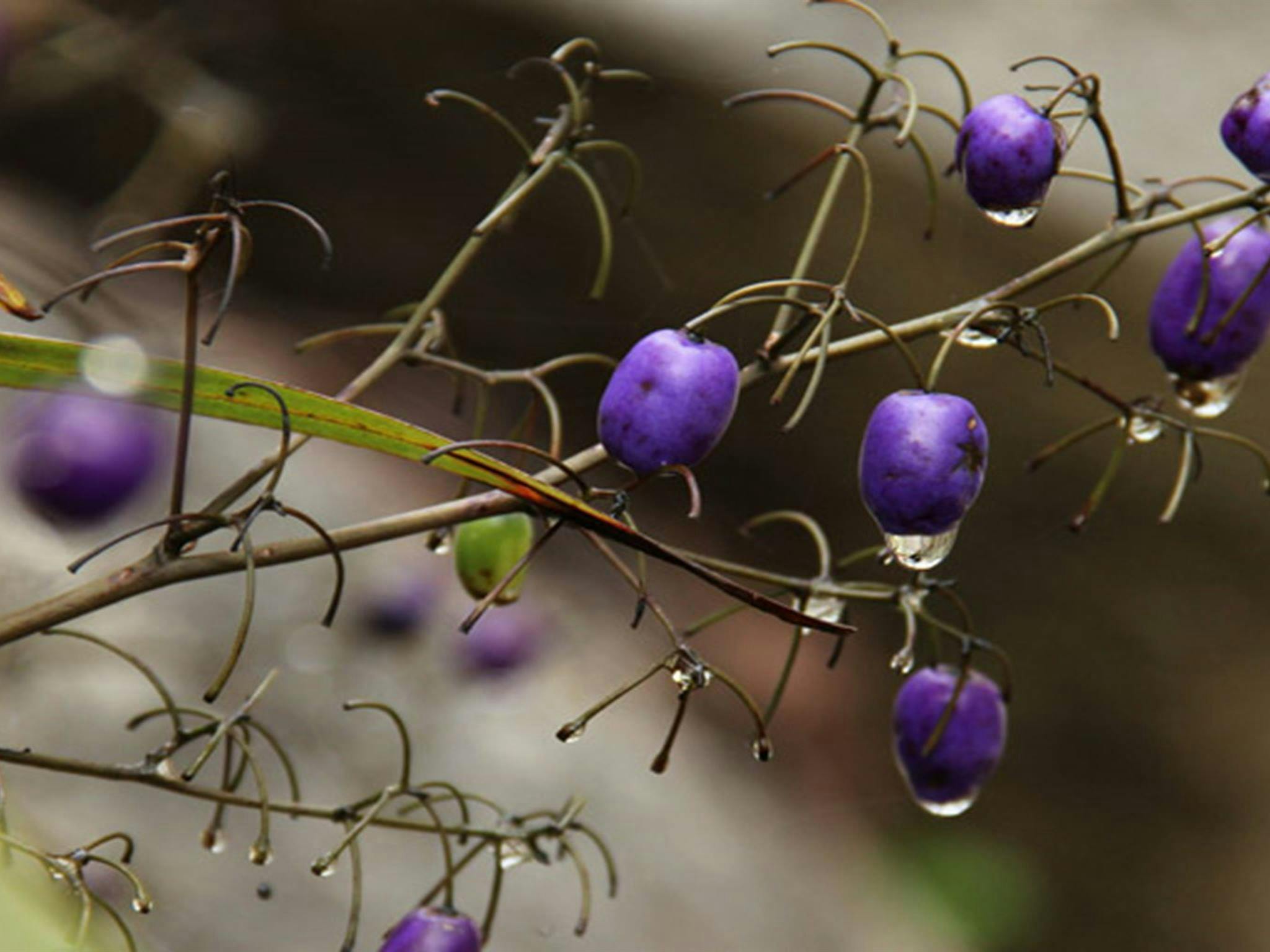 South East Forest National Park. Photo credit: John Yurasek &copy; DPIE