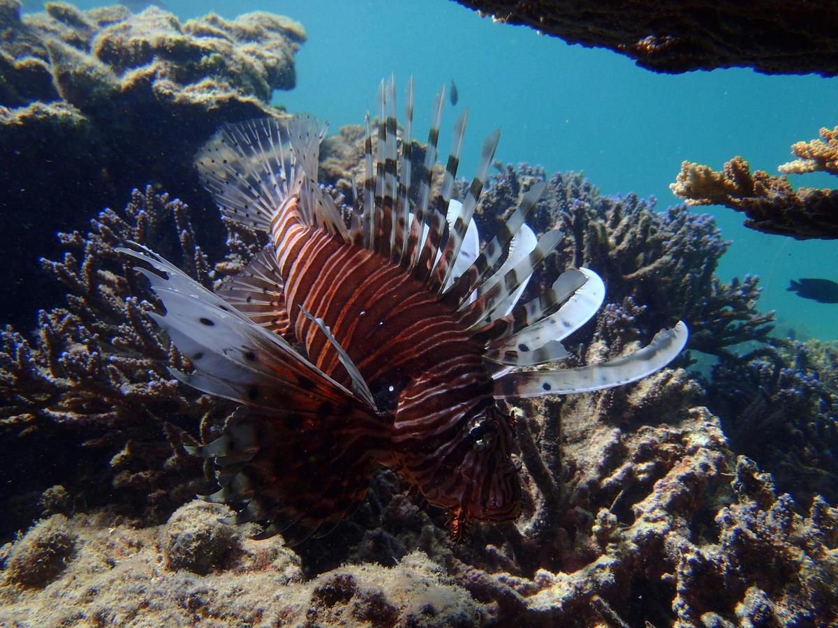 Full Day Guided Abrolhos Fly and Flipper