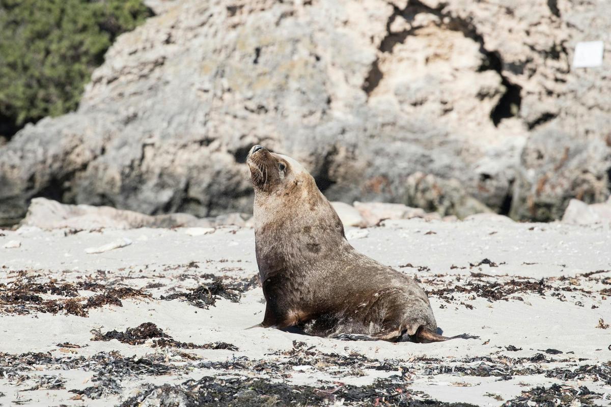 Seal Island, Shoalwater Islands Marine Park