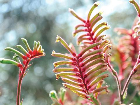 Western Australia Wildflowers