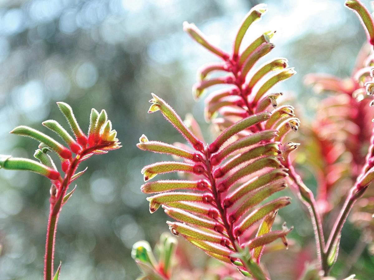 Western Australia Wildflowers