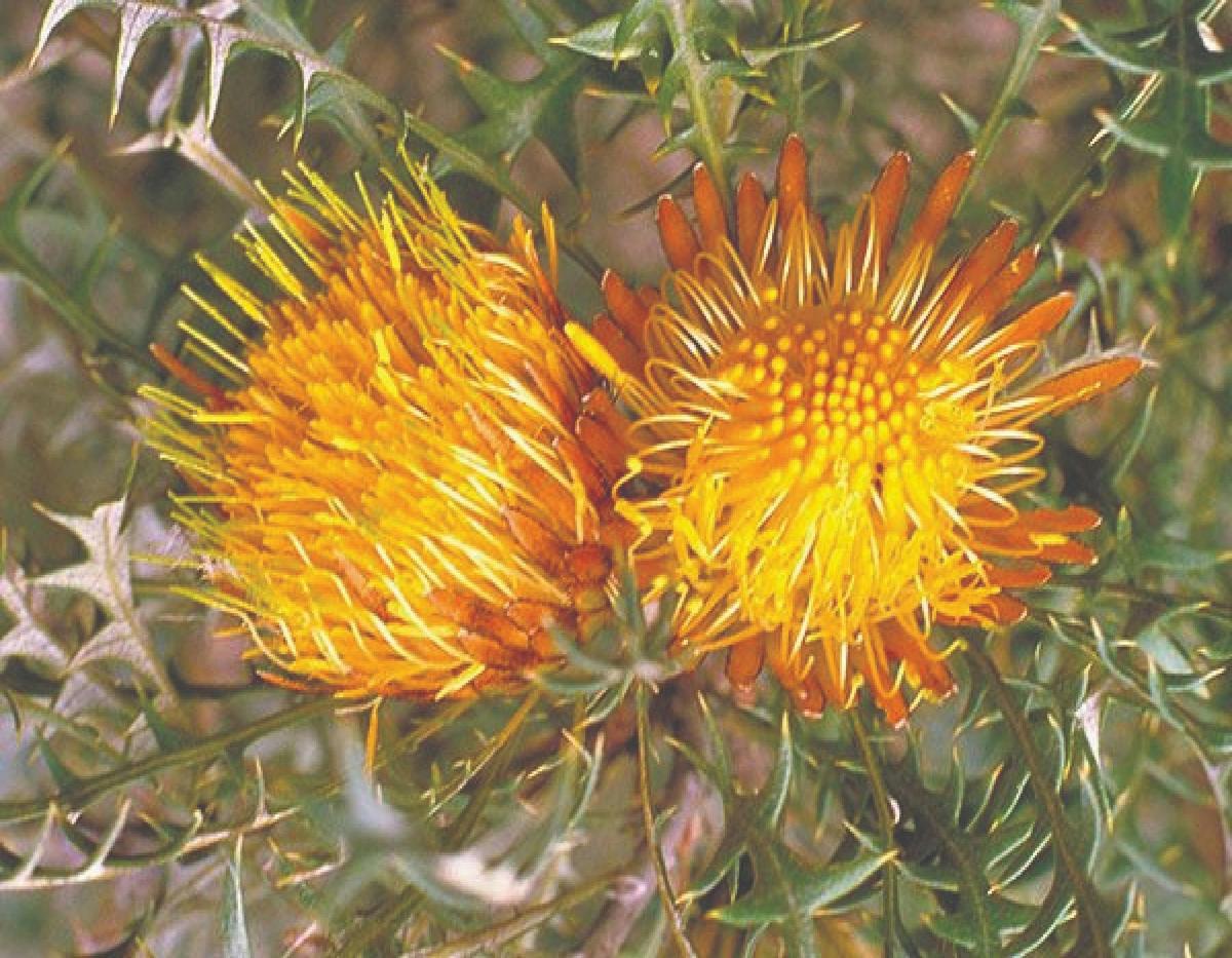 Wild flower seasonal Tours